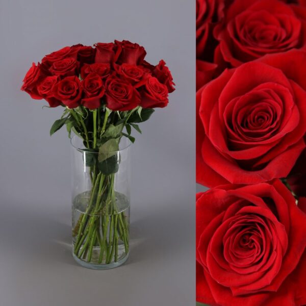 50 rosas freedom