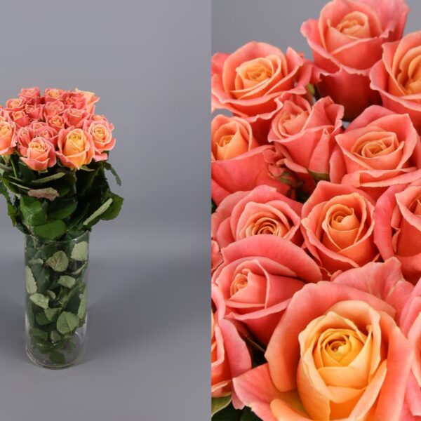 rosas naranja/rosas