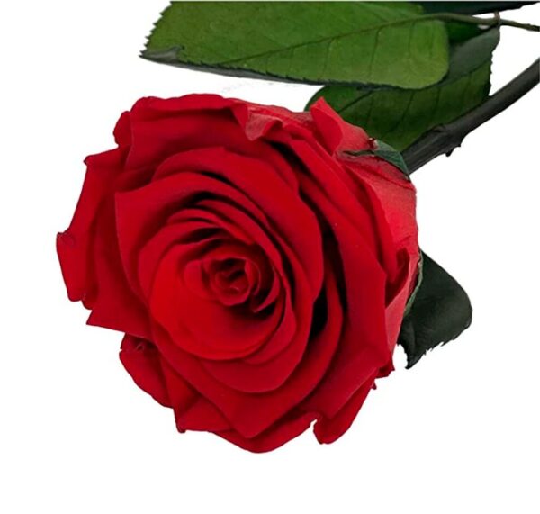 Rosa roja preservada