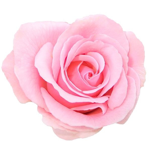 Rosa preservada rosa
