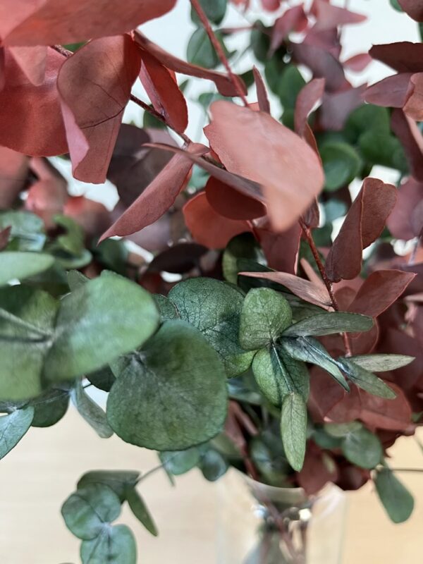 detalle de hojas de eucalipto preservado