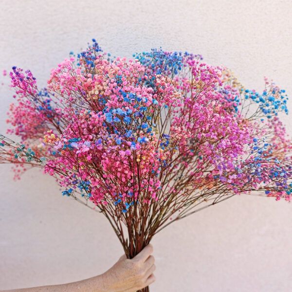ramo de paniculata preservada de colores