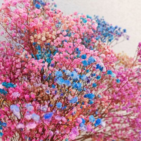 Ramo Paniculata preservada Rainbow - Imagen 3