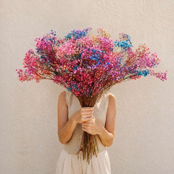 Ramo Paniculata preservada Rainbow